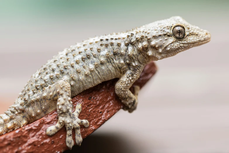 a lizard with black spots sitting on a piece of wood