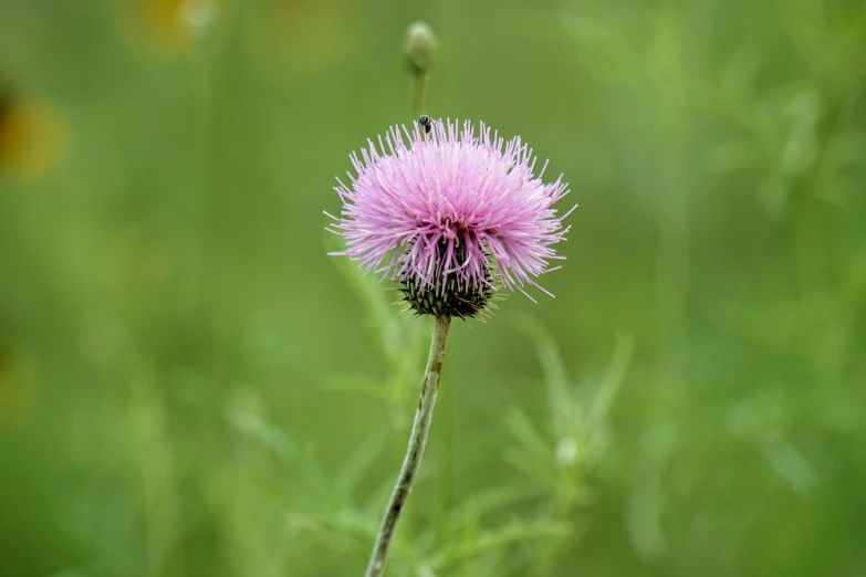 a small pink flower growing in a field