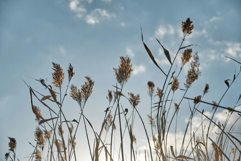 dried flowers and weeds under a partly cloudy blue sky