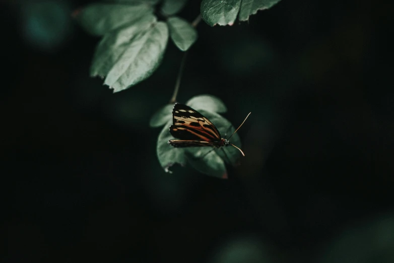 a large erfly sitting on a plant outside