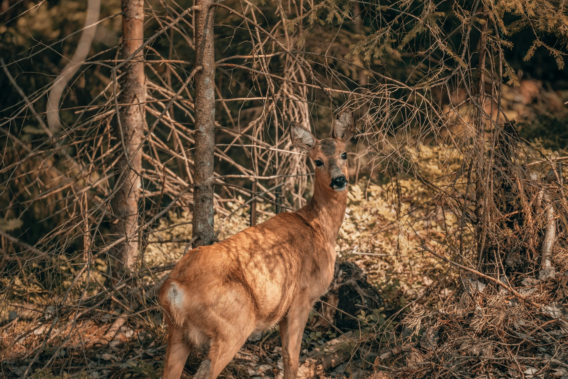a small deer standing near some trees and rocks