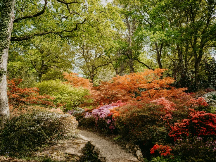 a dirt path is surrounded by trees and bushes