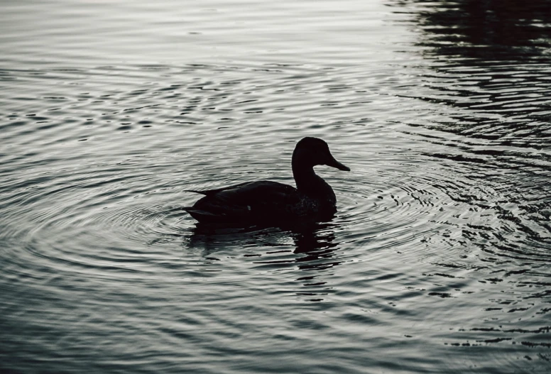 a duck swimming on the water in a body of water