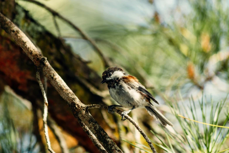 a little bird sits on the nch of a pine tree