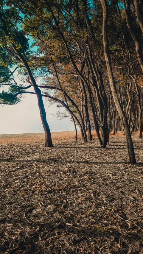 a very tall line of tree lined field