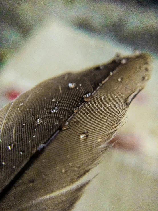 a closeup po of an feather in the sand