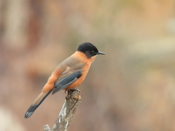 a bird with an orange  and black chest perches on a nch