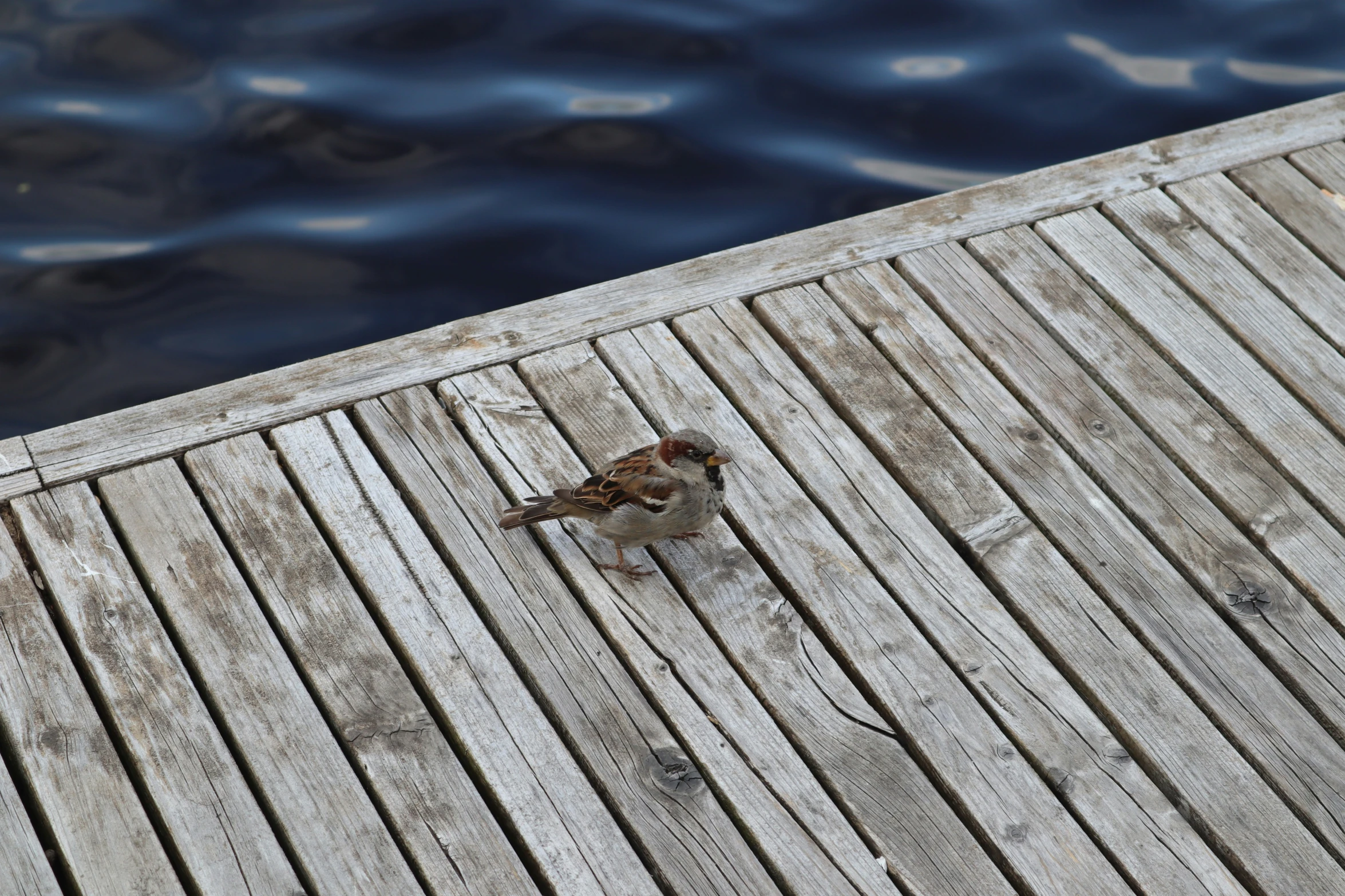 a bird sitting on the edge of a dock