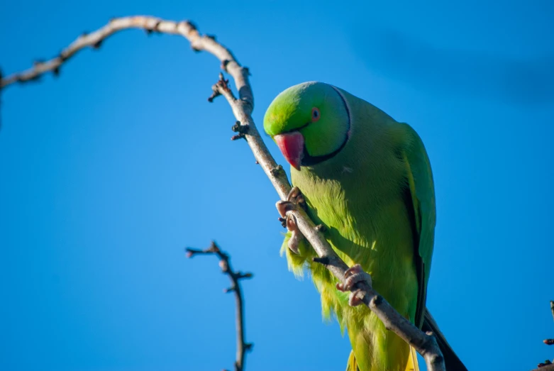 a green and yellow bird perched on a tree nch