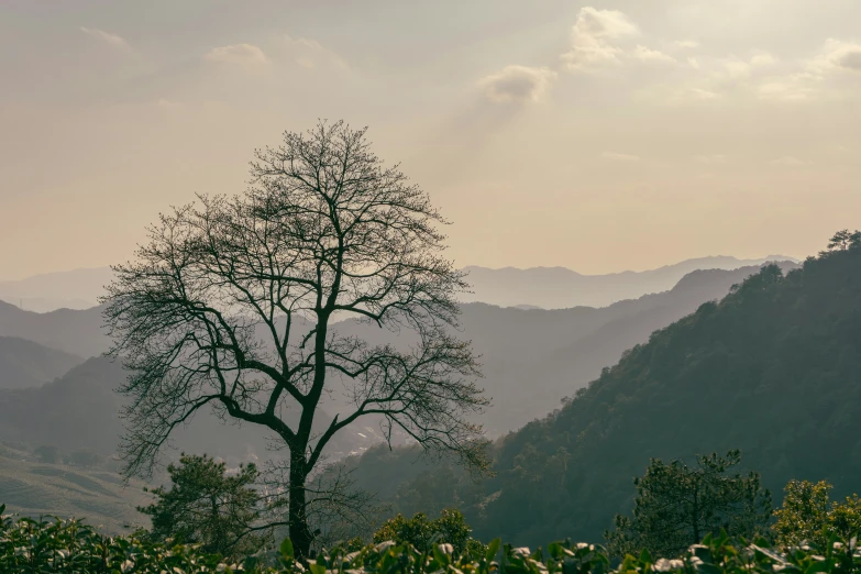 a tree and some mountains are seen in the distance