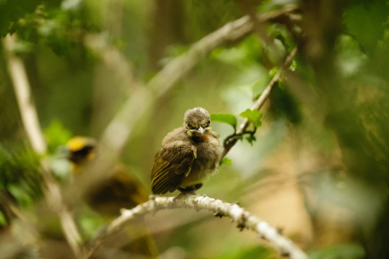 the bird is sitting on the limb of a tree