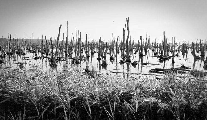 black and white po of many plant life