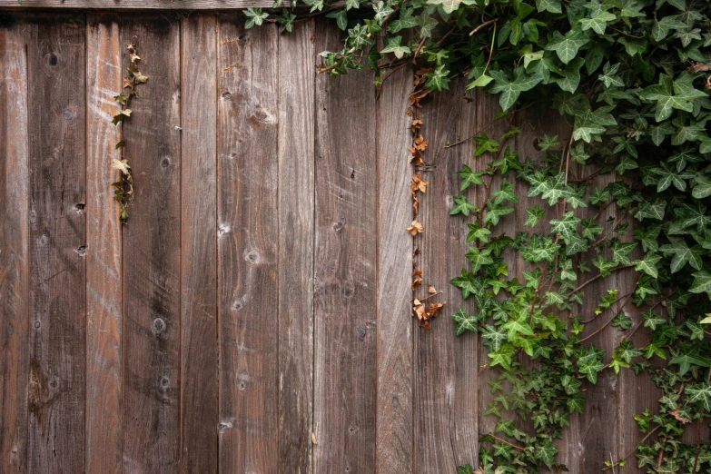 ivy grows up against the side of a wooden fence