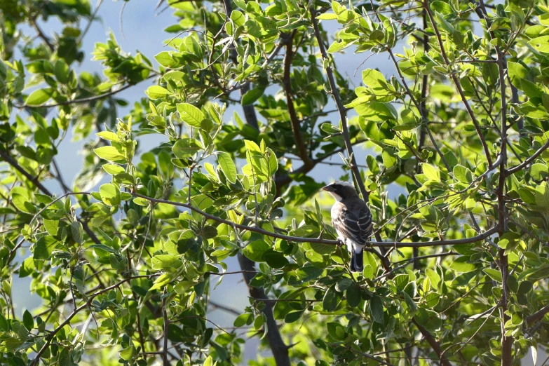 a small bird is perched in a tree