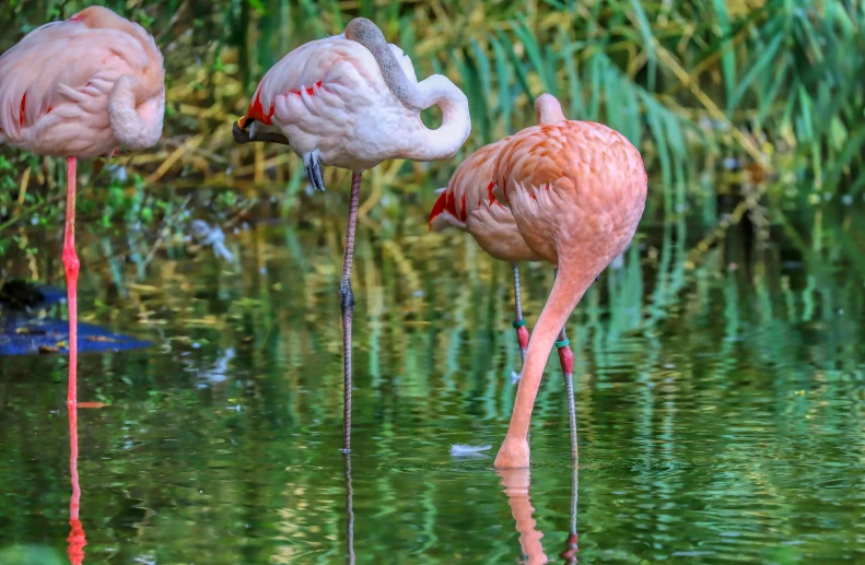 pink flamingos standing in a group drinking from the water