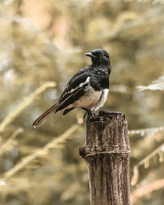 a small bird sitting on top of a wooden pole