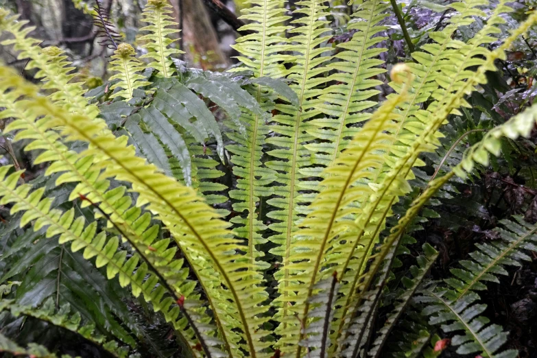 a plant with green leaves on the top