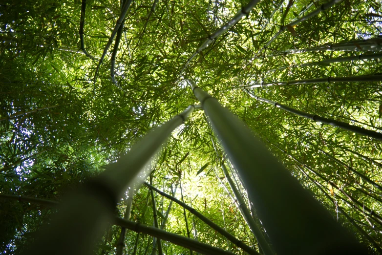 view of green bamboo leaves from below