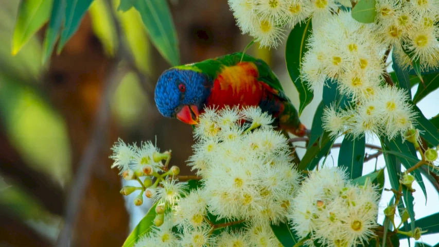 brightly colored parrot sitting on tree near flowers