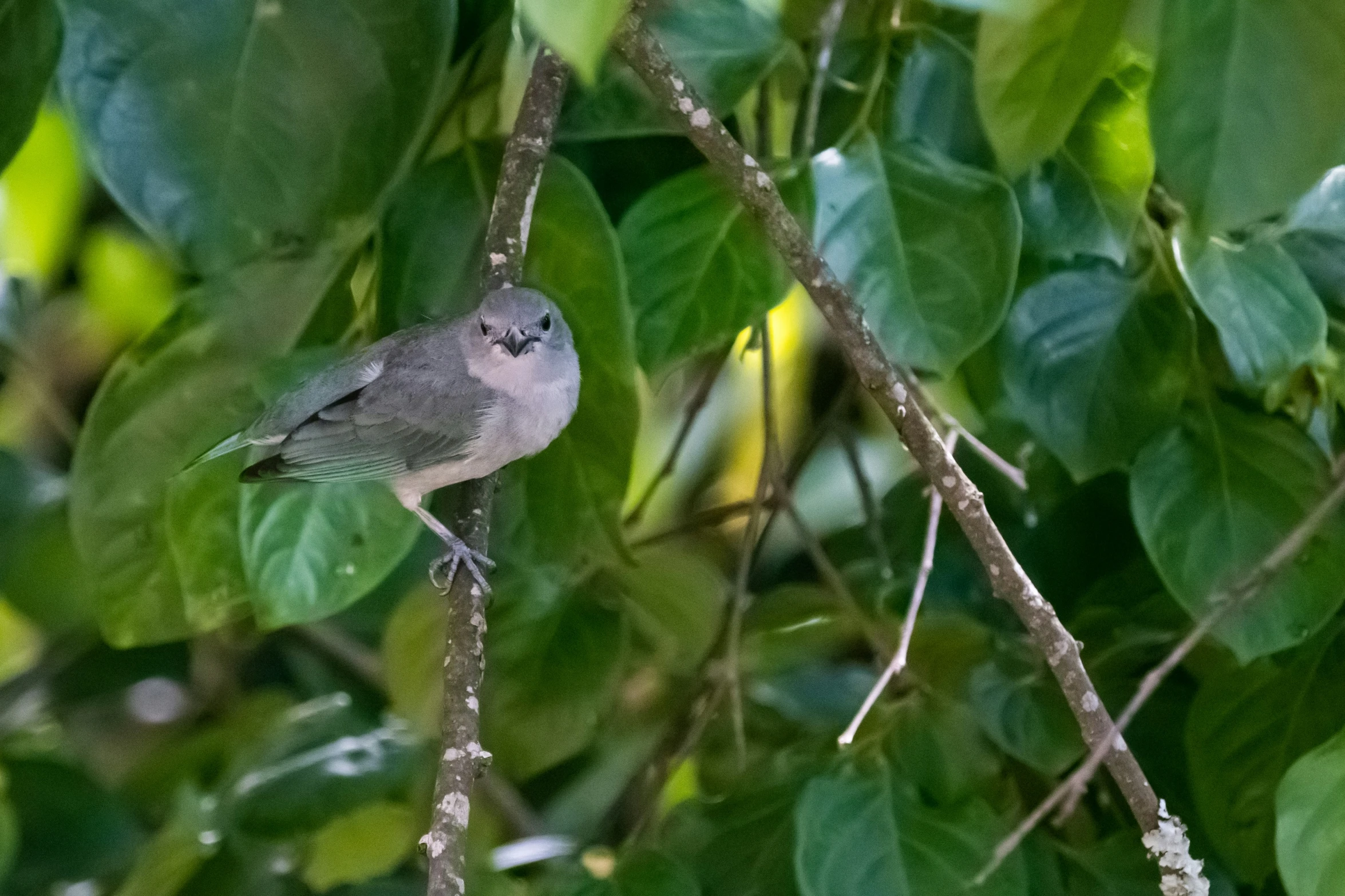 a bird is perched on the nch of a tree