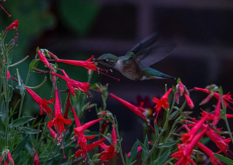 a hummingbird flying in the air above red flowers