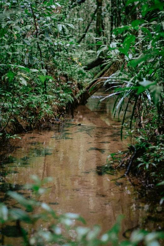 a river running through some dense green trees