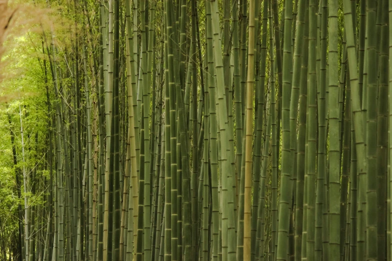 tall green bamboo trees next to each other