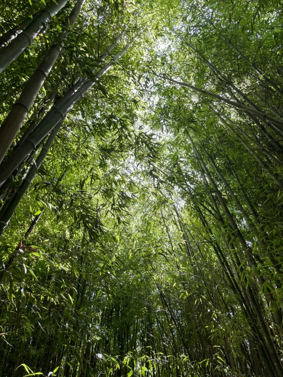 a lush green forest filled with lots of trees