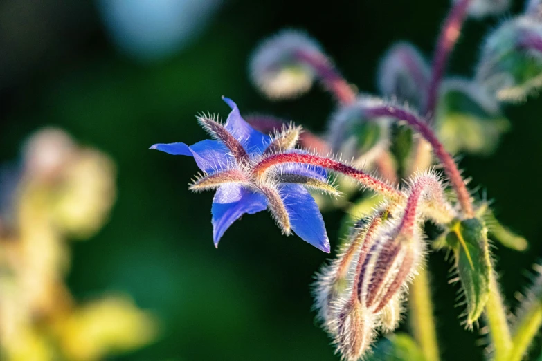 the blue flower is growing from the green stem