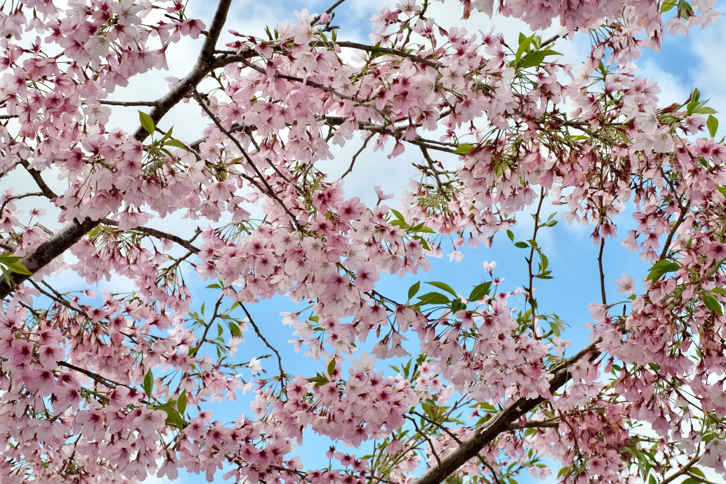 tree blossoms are blooming in a bright sunny day