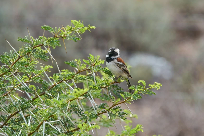 small bird perched in the top of tree with leaves