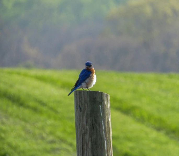 a bird on a wooden post out in a field