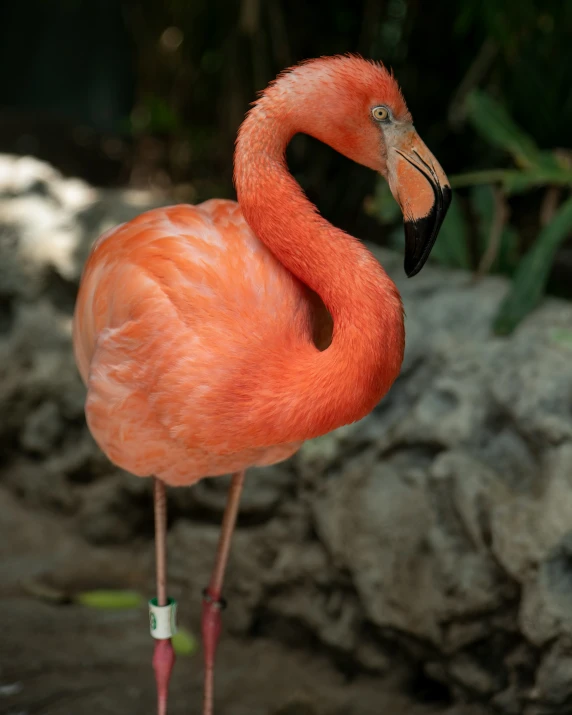 a pink bird is standing with its neck bent