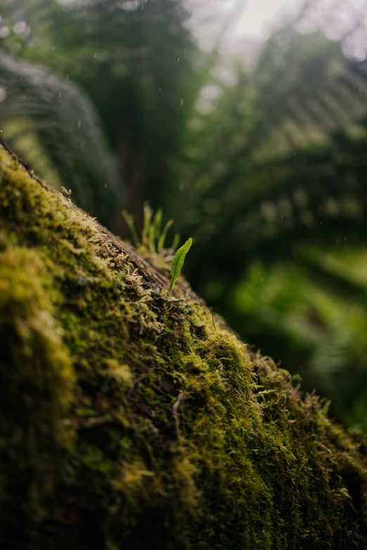 a green leaf grows on a mossy surface