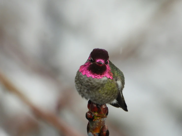 a small bird perched on top of a nch