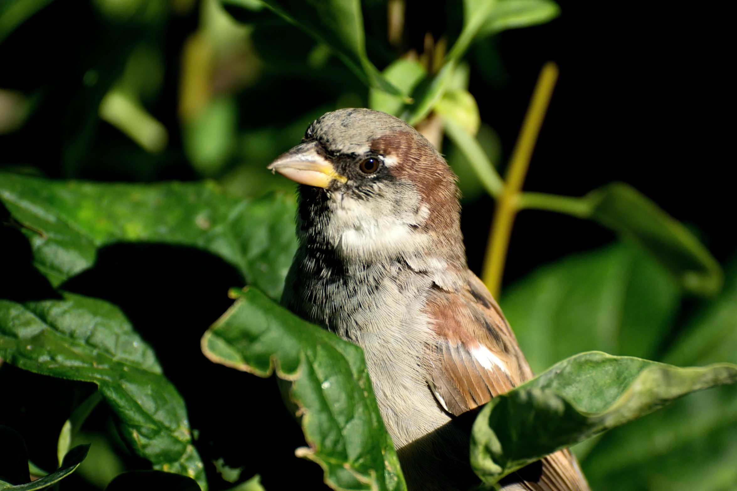 a bird standing on a wooden stick in a bush