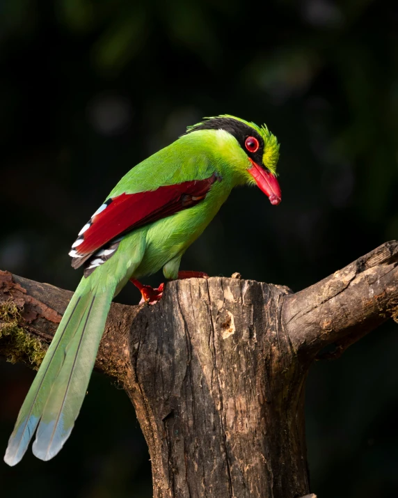 a bird with an interesting red face and green wings