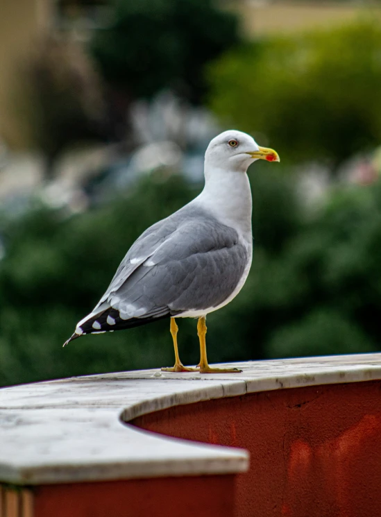 a grey bird with a yellow beak and legs