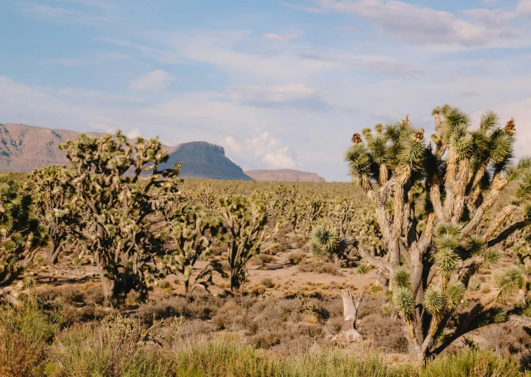 a large desert area with trees and mountains in the background