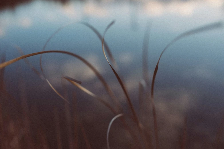 some tall grass on the water and the sky