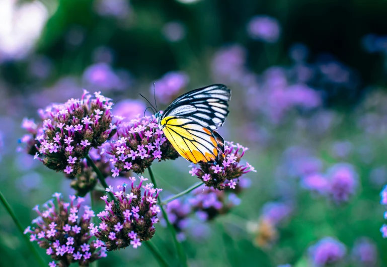 a erfly sits on top of a flower in the middle of flowers