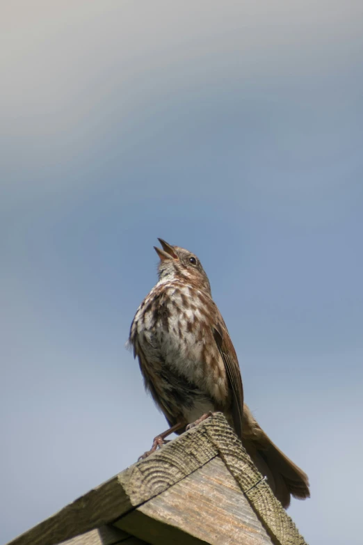 a brown bird on top of a wood post with blue sky in the background