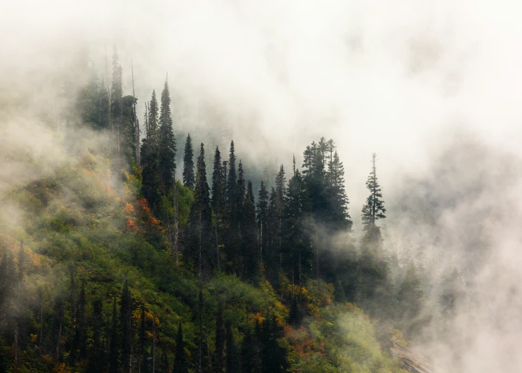 a large group of trees near a body of water with fog