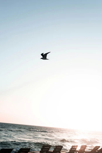 a seagull flying by some empty chairs on the beach