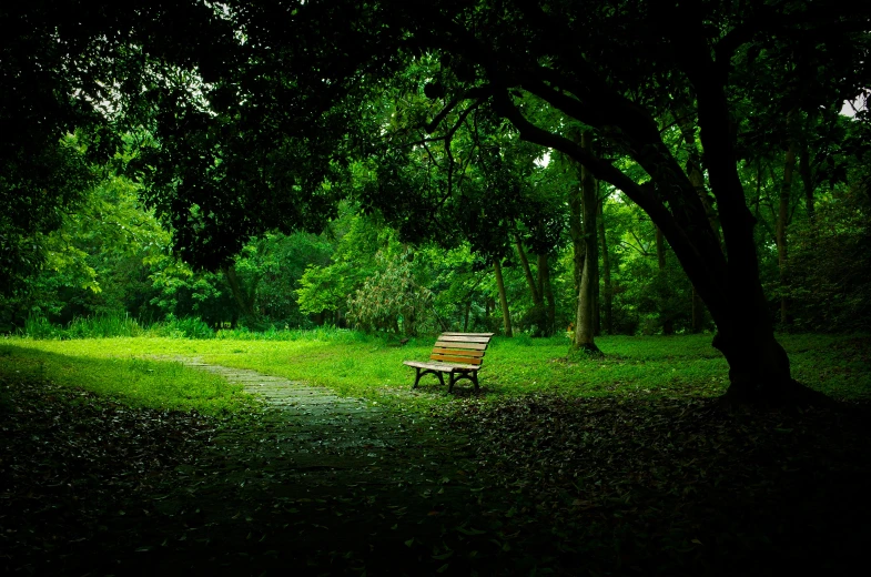 park bench in the middle of green grassy area