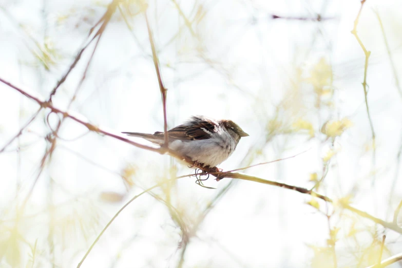 a bird sitting on top of a nch near many leaves