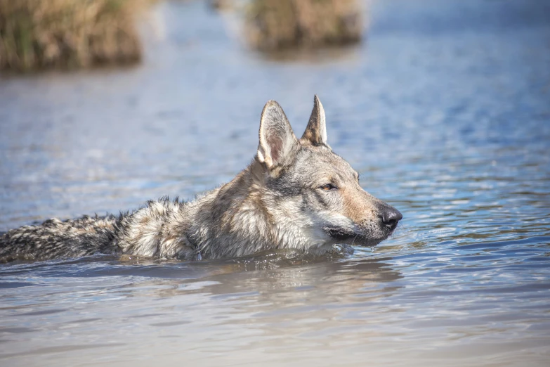 a gray wolf swimming on top of a river