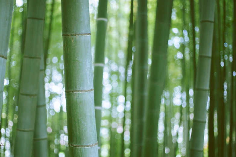 this is bamboo trees growing in the woods