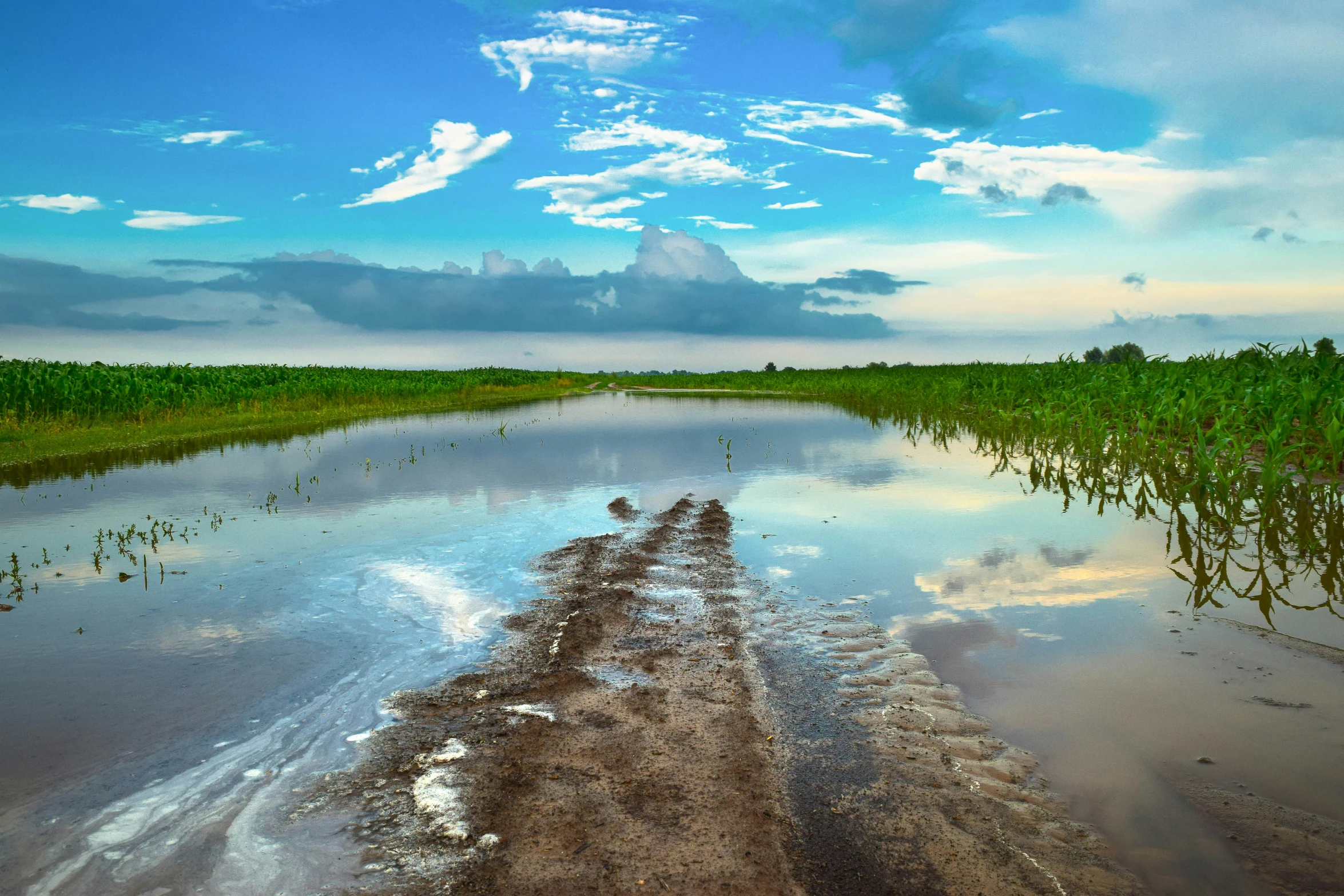 water that is shallow on the ground, with grass growing out of the sides