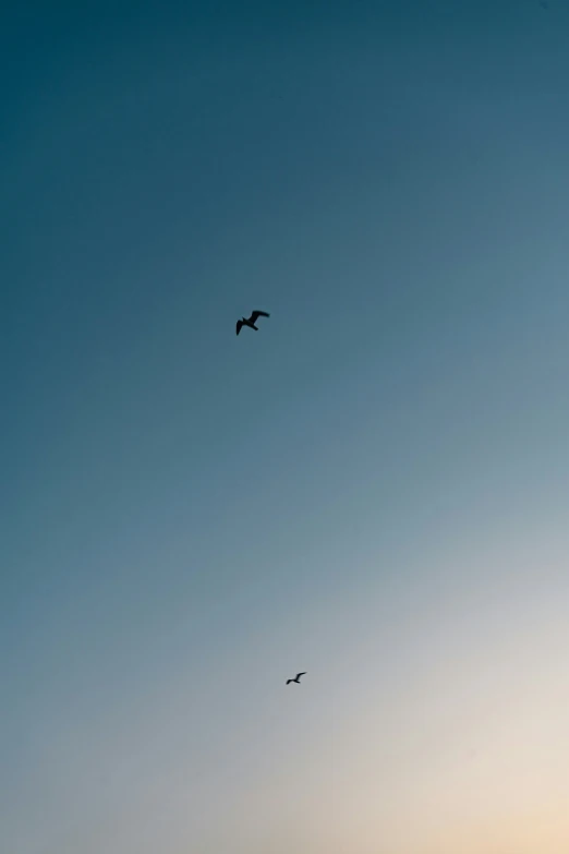 a bird flying over a city with a lot of buildings